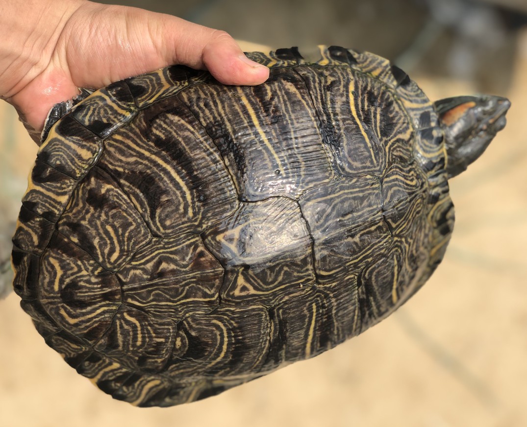 1-4斤外塘繁殖种龟巴西龟活体超大乌龟下蛋龟产蛋活物