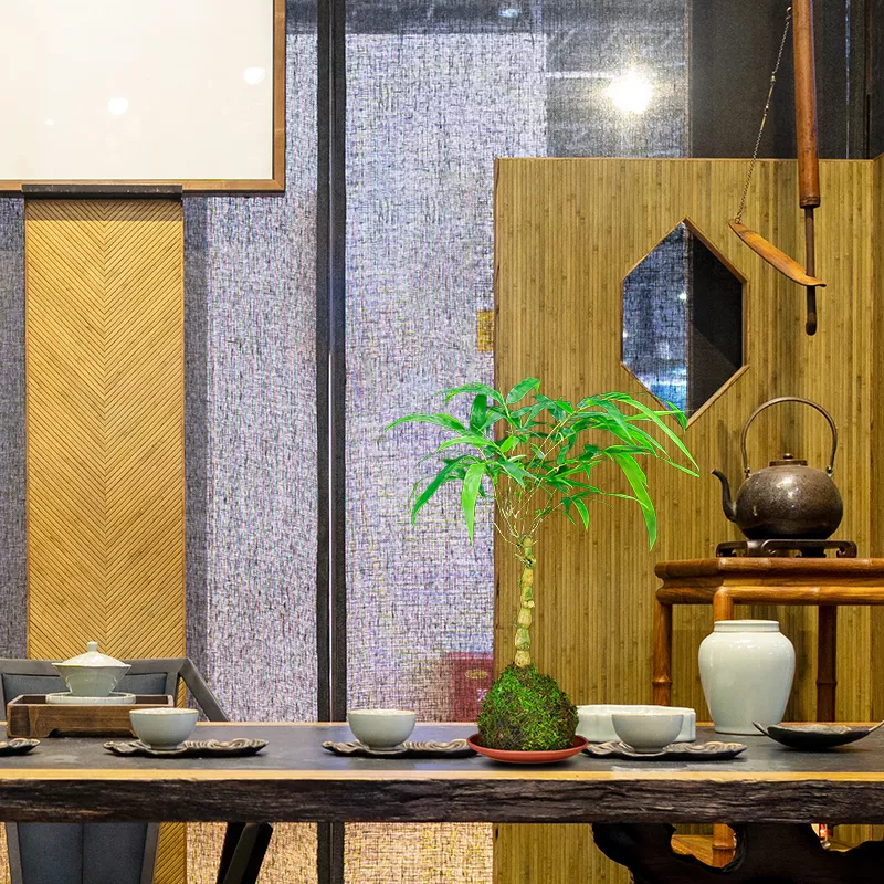 苔玉 佛肚竹